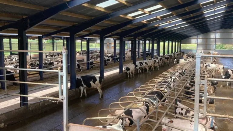 Cow comfort housing