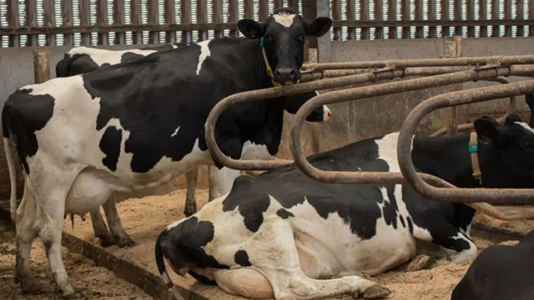 Cow comfort bedding