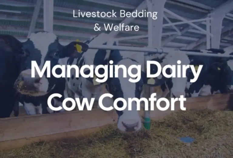 Managing cow comfort Featured image