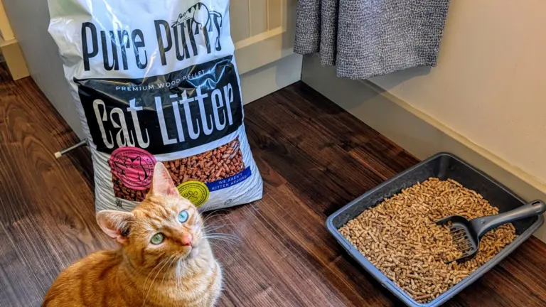 Pure Purrs Ginger Cat