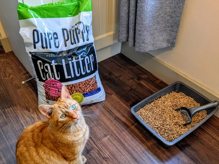 Pure Purrs Ginger Cat