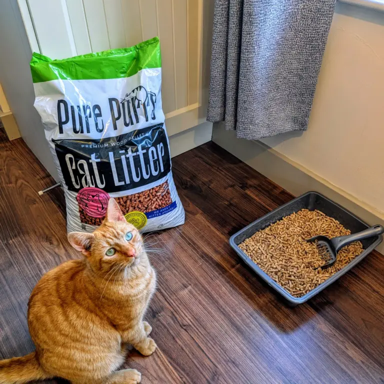 Pure Purrs Ginger Cat