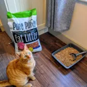 Pure Purrs Ginger Cat