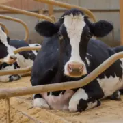 Cow on sawdust bedding