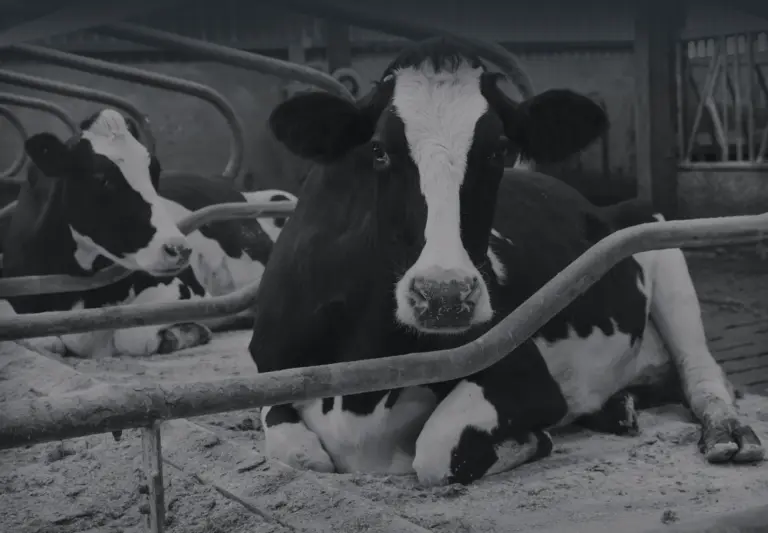 Cows lying sublime