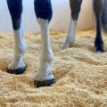 Horse standing on wood shavings