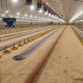 poultry bedding